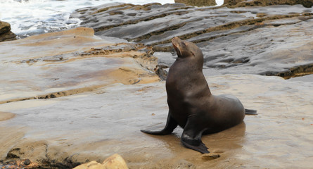 California sea lion (Zalophus californianus)