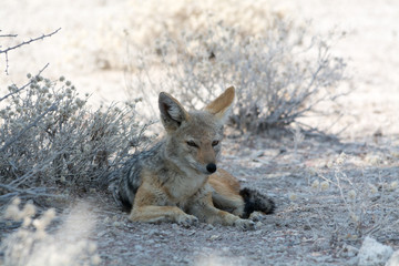 lazy blackbacked jackal 