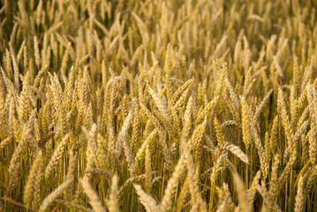 Close up of the field of ripe grain ready for harvest