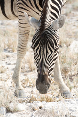 Fototapeta premium zebra portrait looking down