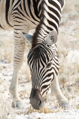 Fototapeta na wymiar zebra portrait searching the ground