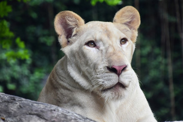 Young white lioness portrait in zoo close up