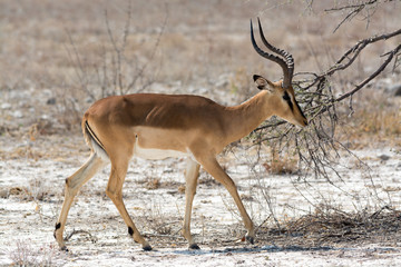 Fototapeta premium blackfaced impala searching for food
