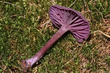 Mushroom Amethyst deceiver (Laccaria amethystina) on the moss.
