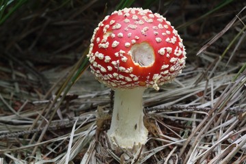 Mushroom Fly amanita (Amanita muscaria).