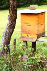 Bienenkasten