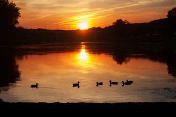 Naklejka premium ducks on a reservoir in the nature at sunset