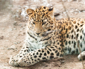 Fototapeta na wymiar Young javan leopard (Panthera pardus) having rest