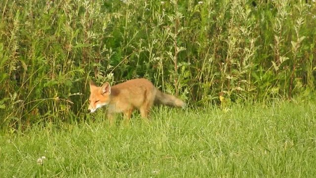 Rotfuchs am Waldrand