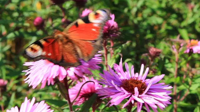 butterfly on the beautiful and bright red asters