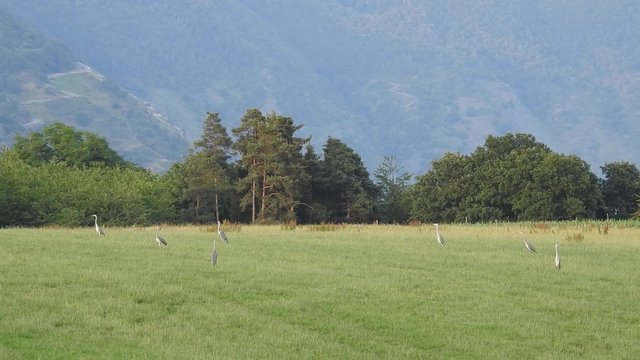 Graureiher auf M&auml;usejagd