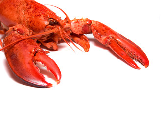 Boiled lobster on white background