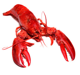 Boiled lobster isolated on white background