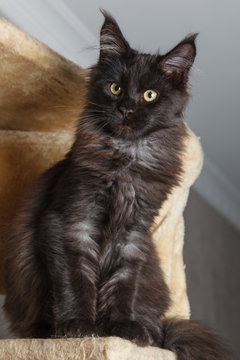 Black mainecoon cat posing