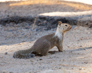 California Ground Squirrel