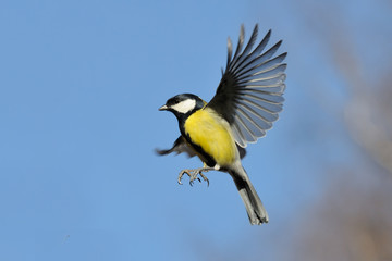 Flying Great Tit against bright blue sky background