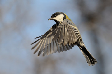Flying Great Tit against autumn sky background