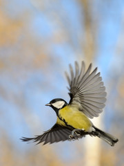 Flying Great Tit against autumn sky background - 92749339