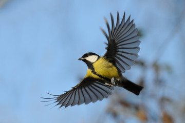 Flying Great Tit against autumn sky background - 92749348