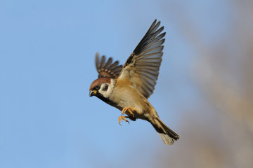 Flying Tree Sparrow against bright blue sky background - 92749354