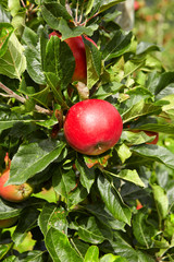 Apple in an apple orchard