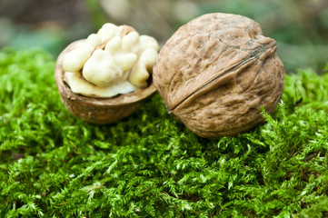 noix fraiche en forêt sur tapis de mousse