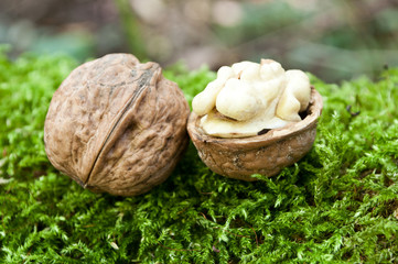 noix fraiche en forêt sur tapis de mousse