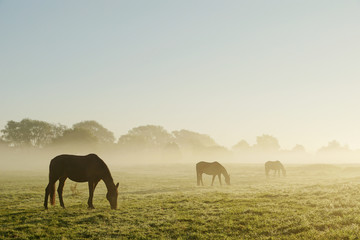Drei Pferde im Nebel