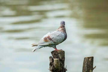 Pigeon bird on the stump with water on the background.