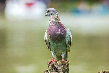 Pigeon bird on the stump with water on the background.