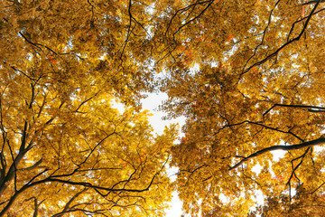 Fototapeta premium Backgrond of tree in autumn beech forest