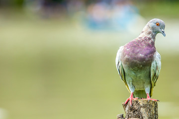 Pigeon bird on the stump with water on the background.
