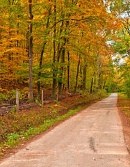 Naklejka premium Road in the forest in autumn