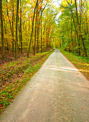 Fototapeta premium Road in the forest in autumn