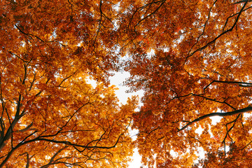 Backgrond of tree in autumn beech forest