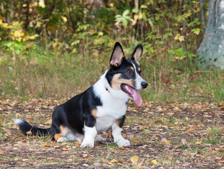 Welsh Corgi Cardigan in autumn park