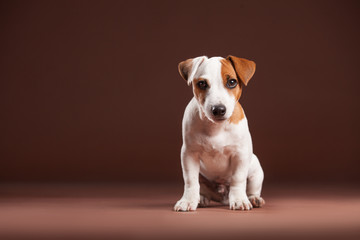 Puppy on a brown background