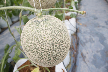 Melon in the garden