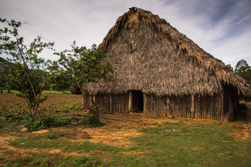 Fototapeta na wymiar Tobacco plantation in Vinales Valley,Cuba.