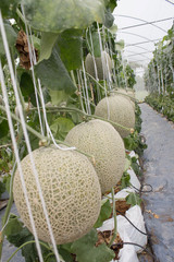 Melon in the garden