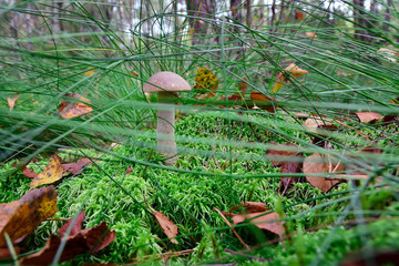Boletus hiding in the grass