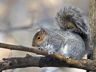 Naklejka na ściany i meble Eastern gray squirrel resting in a tree