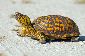 Naklejka premium Box Turtle in the Road