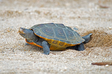 Fototapeta premium Diamondback Terrapin Laying Eggs