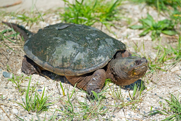 Snapping Turtle in the grass