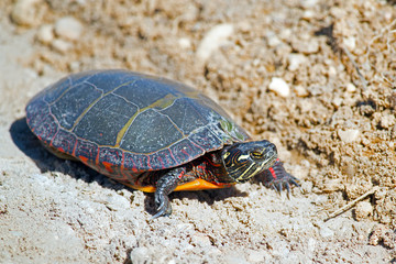 Eastern Painted Turtle