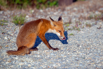 Red Fox in the road licking his chops