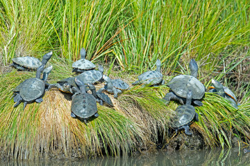 Obraz premium A large group of Diamondback Terrapin's on the Shoreline 