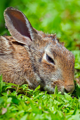 Cottontail Rabitt in the grass.