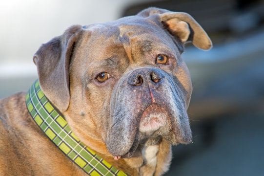 Old English Bulldog Olde English Bulldogge Portrait